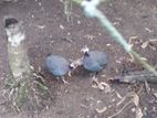 Guinea fowls