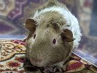 Guinea Pig Abyssinian