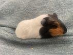 Guinea Pig Babies