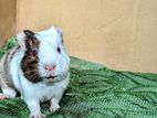 Guinea Pig