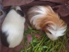 Guinea Pig Female
