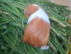 Guinea Pig