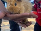Guinea Pig