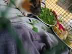 Guinea pig