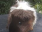 Guinea Pig