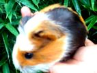 Guinea Pig