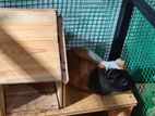 Guinea pig