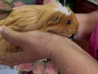 Guinea Pig
