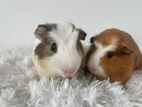 Guinea Pig