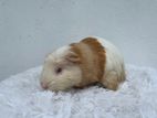 Guinea Pig