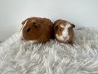 Guinea Pig