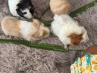 Guinea Pig