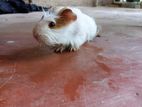 Guinea Pig