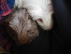 Guinea Pig