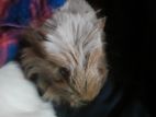 Guinea Pig