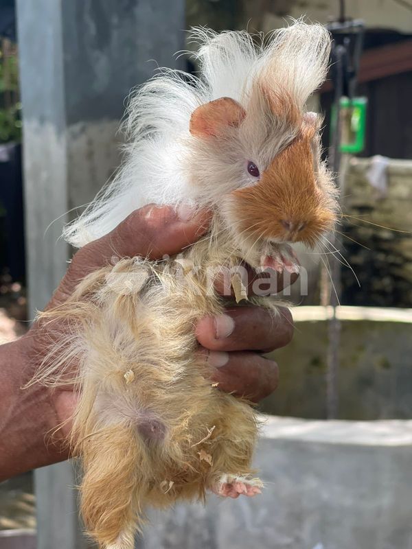Guinea Pig for Sale in Minuwangoda ikman