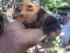 Guinea Pig
