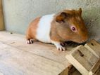 Guinea Pig
