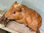 Guinea pig