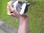 Guinea Pig