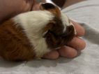 Guinea Pig