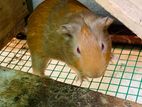 Guinea Pigs