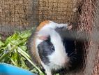 Guinea Pig