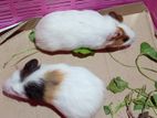 Guinea Pig