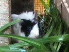 Guinea Pigs