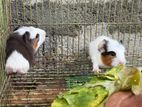Guinea Pig