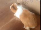 Guinea Pig