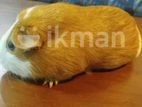 Guinea Pig