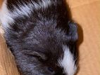 Guinea Pig – Kundasale
