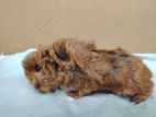 Guinea Pig