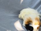 Guinea Pig