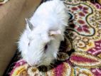Guinea pig