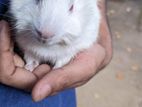Guinea Pig