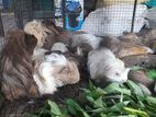 Guinea Pig