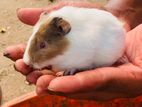 Guinea pig