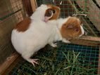 guinea pig