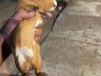 Guinea Pig