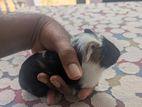 Guinea pig ( ගිනිපිග් )