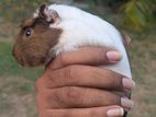 Guinea Pig