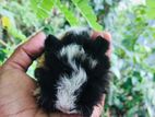 Guinea Pig Long Hair