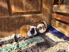 Guinea Pig Pair