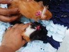 Guinea Pig Pets