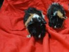 Guinea Pig Pets