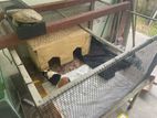 Guinea pig with the cage