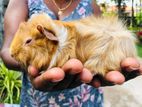 Guinea Pigs