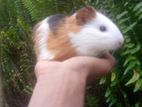 Guinea Pigs
